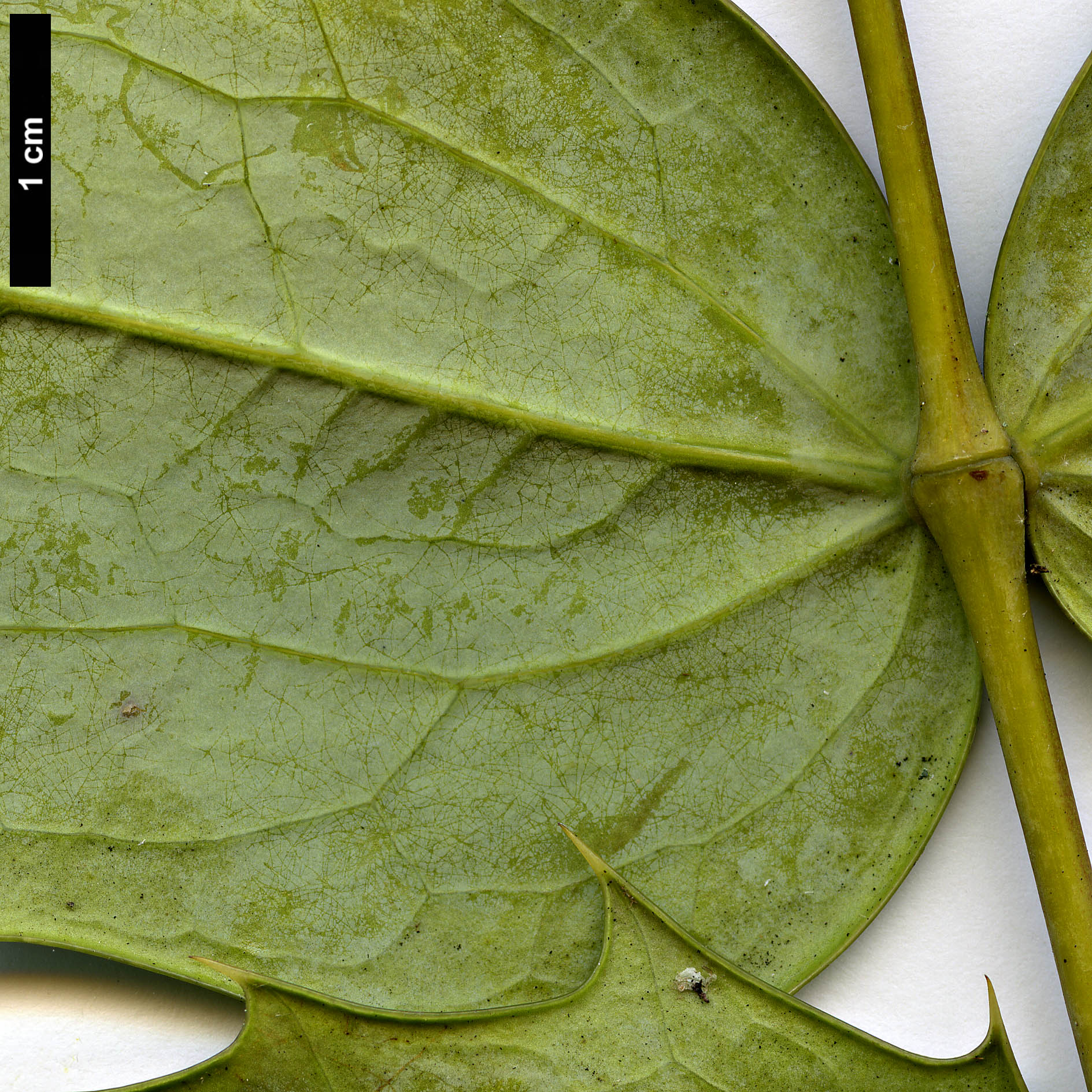 High resolution image: Family: Berberidaceae - Genus: Mahonia - Taxon: 'Winter Bronze'